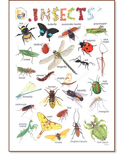 Insects -       - 52 x 77 cm - 