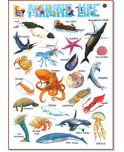      : Marine Life - 52 x 77 cm - 