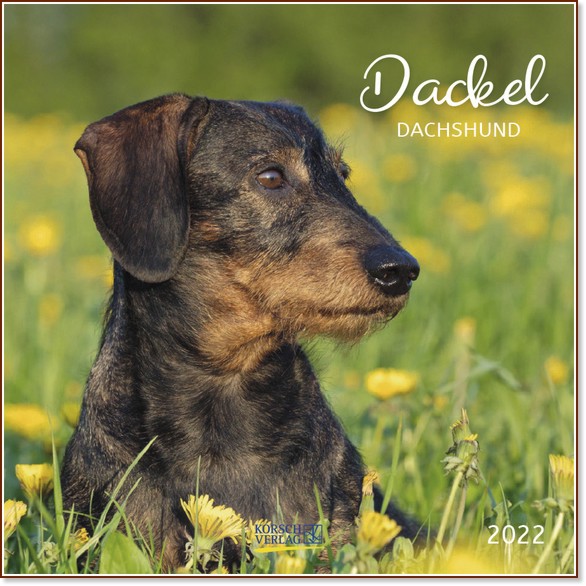   - Dackel 2022 - 