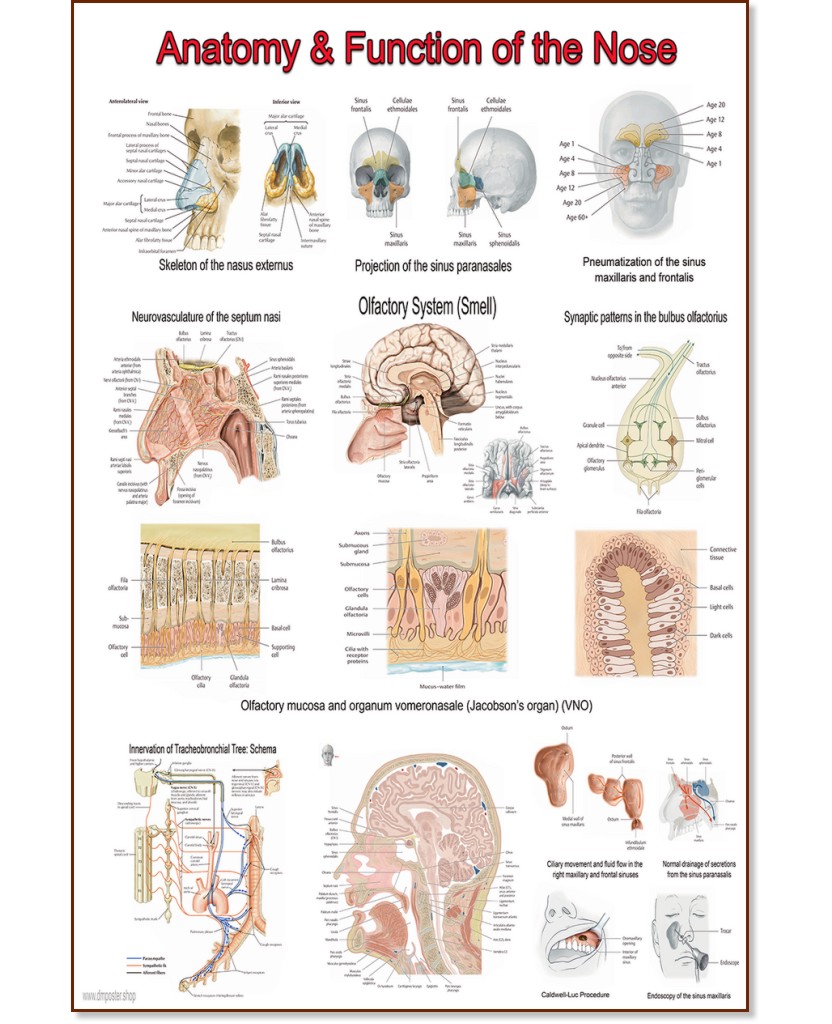 Anatomy & Function of the Nose - 80 x 100 cm - 