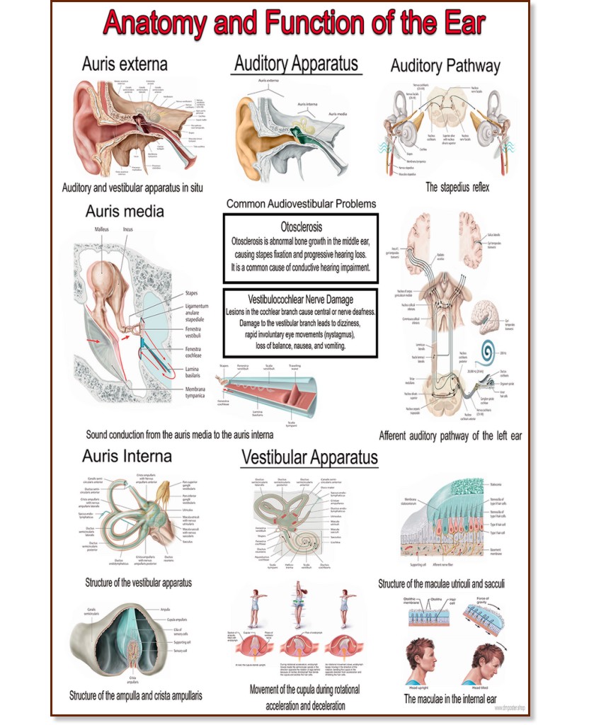 Anatomy and Function of the Ear - 80 x 100 cm - 