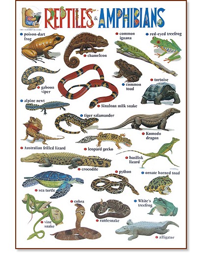 Reptiles and Amphibians -       - 52 x 77 cm - 