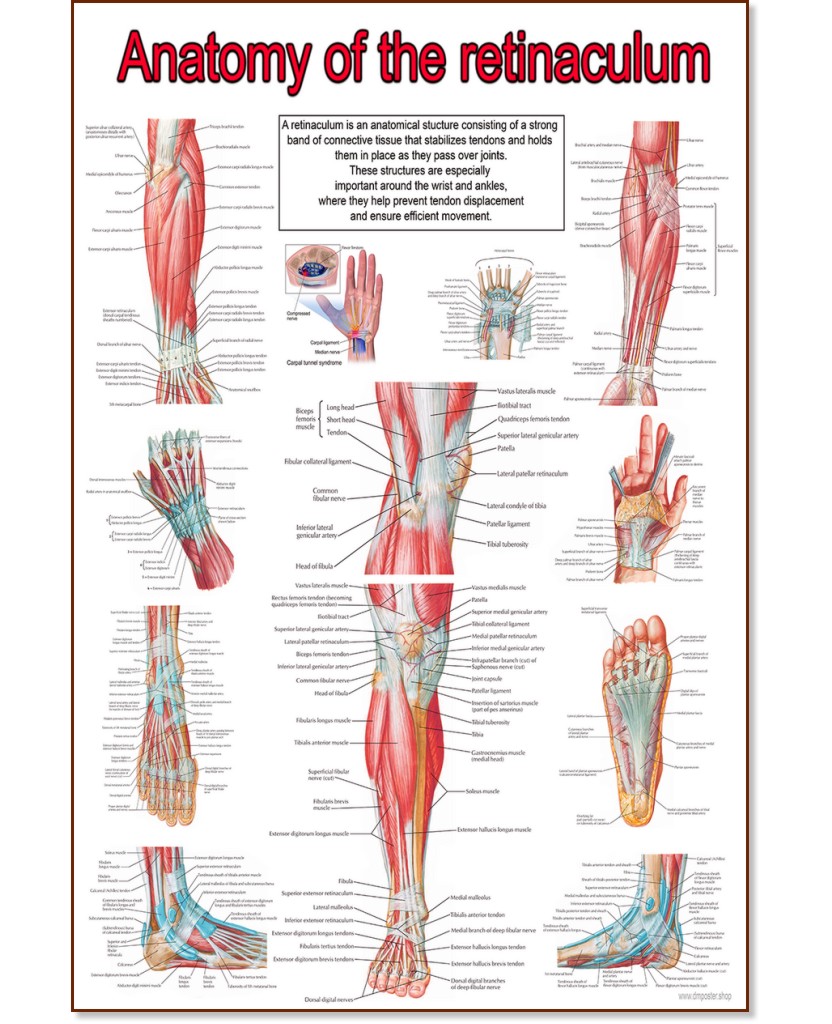 Anatomy of the retinaculum - 50 x 70 cm - 