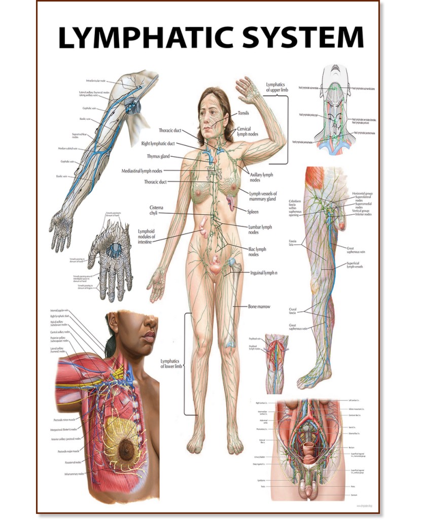 Lymphatic System - 50 x 70 cm - 