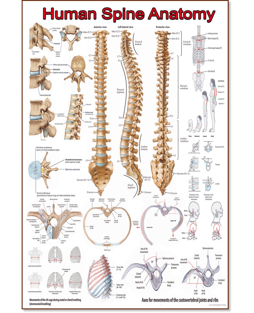 Human Spine Anatomy - 50 x 70 cm - 