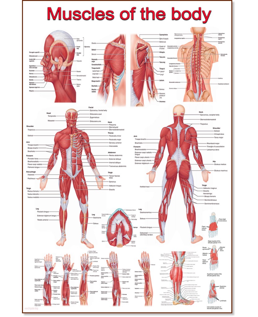 Muscles of the body - 80 x 100 cm - 