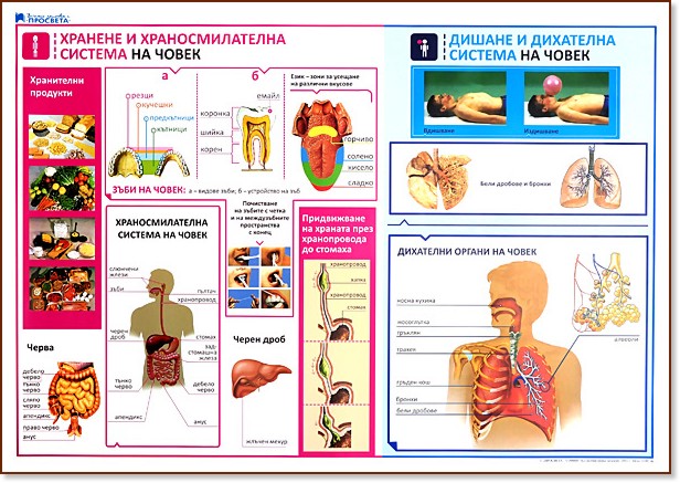        .       - 50 x 70 cm - 