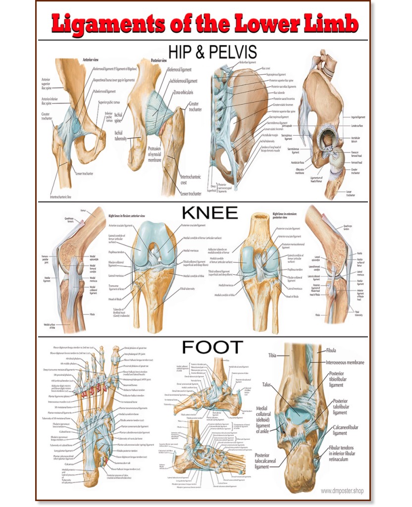 Ligaments of the Lower Limb - 50 x 70 cm - 