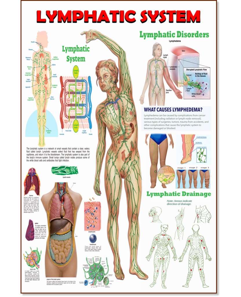 Lymphatic System - 80 x 100 cm - 