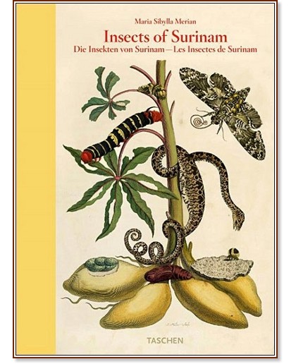 Insects of Surinam - Maria Sibylla Merian - 