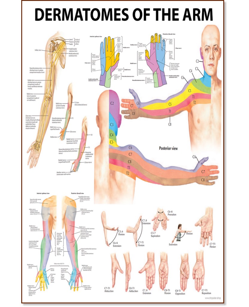 Dermatomes of the Arm - 80 x 100 cm - 