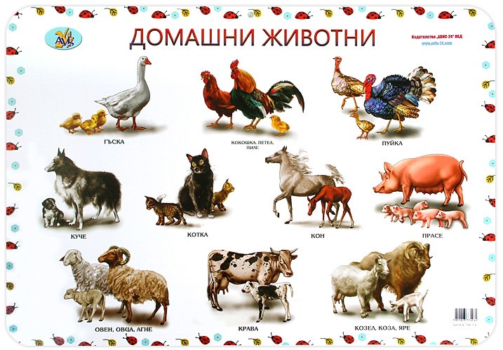 ���������� ������ ������ �����: ������� �������. ���� ������� - 68 � 47.5 cm - �����