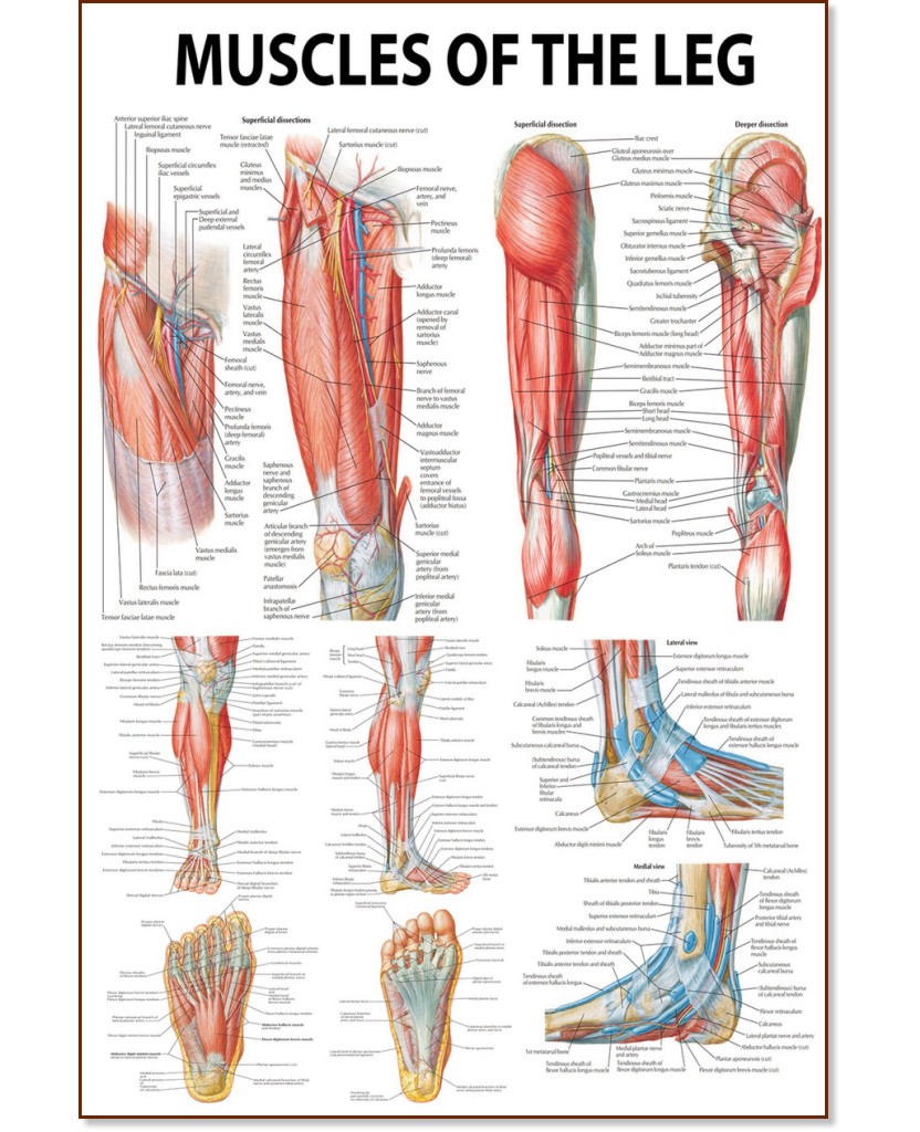 Muscles of the Leg - 50 x 70 cm - 