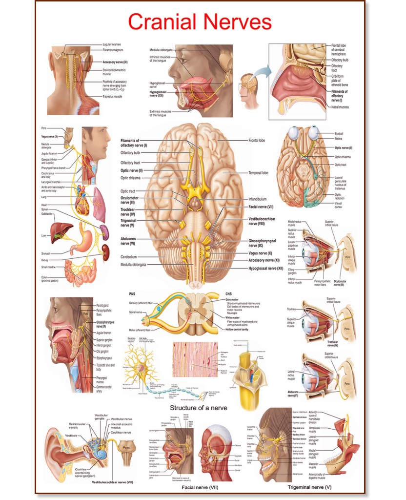 Cranial Nerves - 80 x 100 cm - 