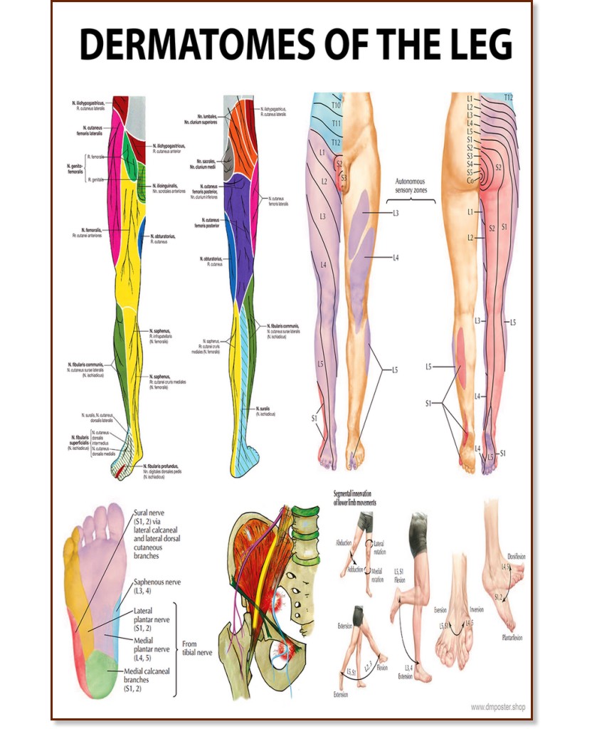 Dermatomes of the Leg - 50 x 70 cm - 