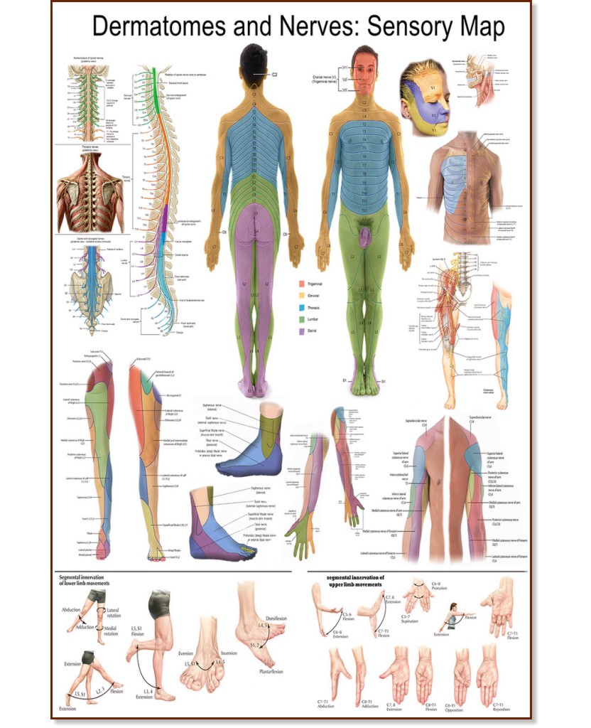 Dermatomes and Nerves: Sensory Map - 50 x 70 cm - 