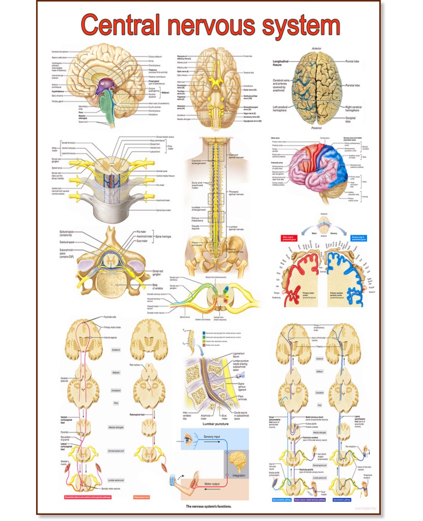 Central Nervous System Anatomy - 80 x 100 cm - 