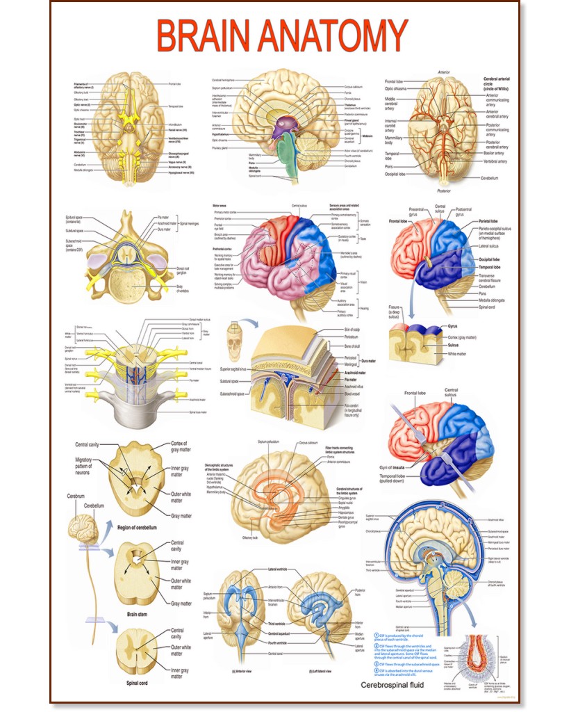 Brain Anatomy - 80 x 100 cm - 