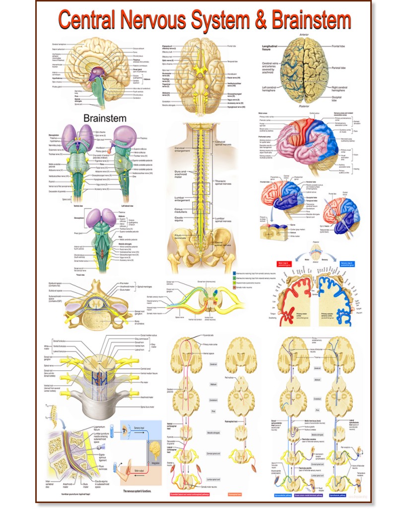 Central Nervous System & Brainstem - 80 x 100 cm - 
