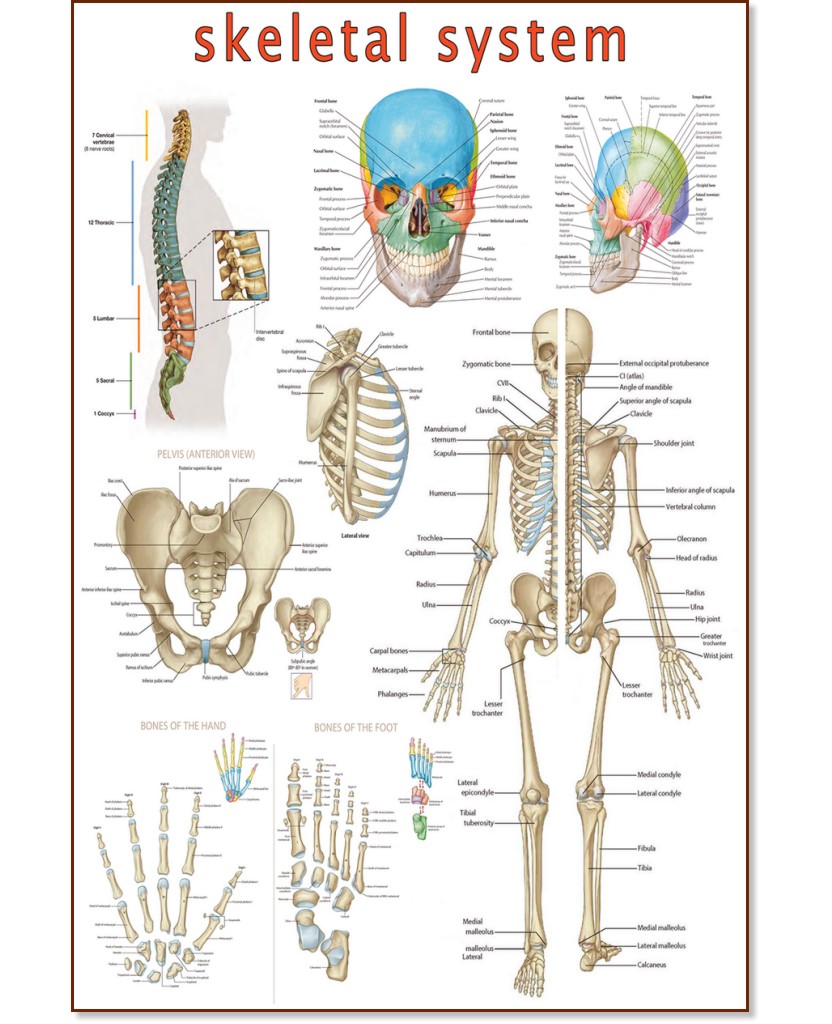 Skeletal System - 80 x 100 cm - 
