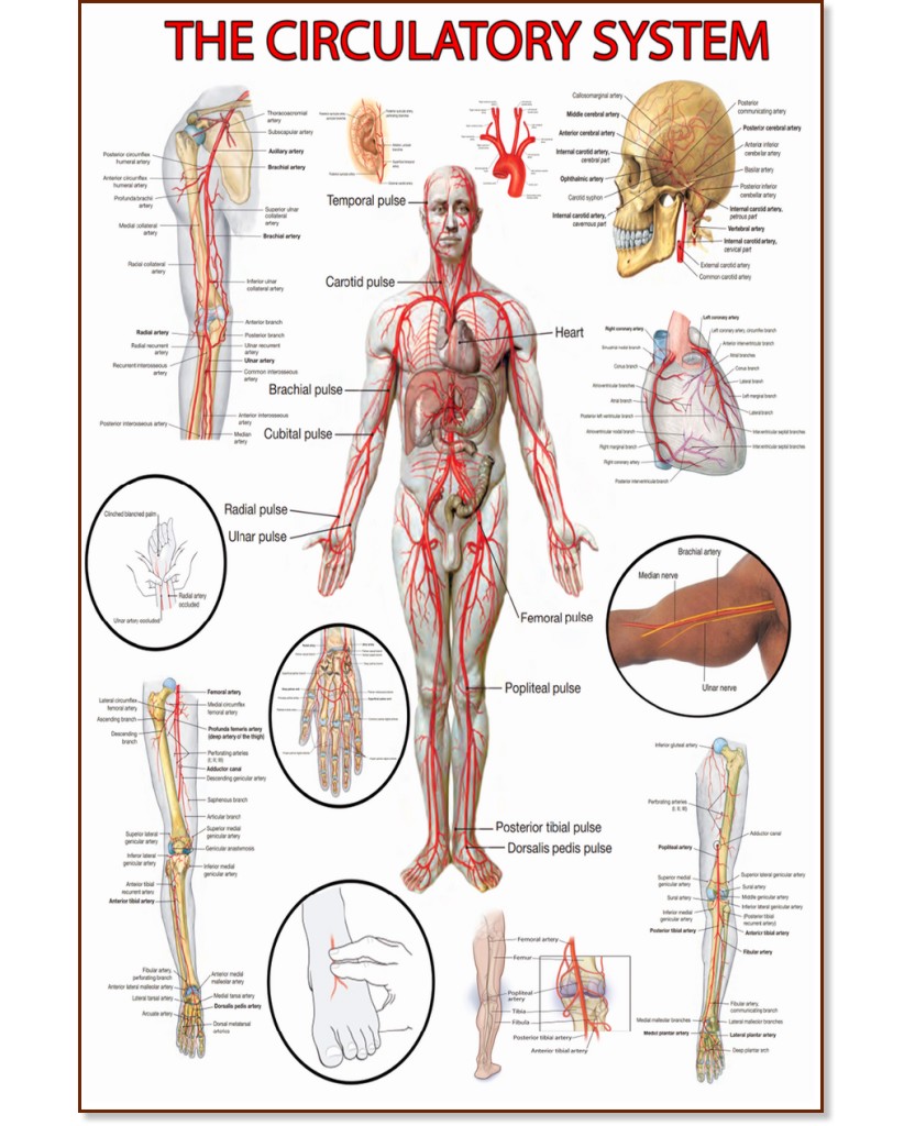 The Circulatory System - 50 x 70 cm - 