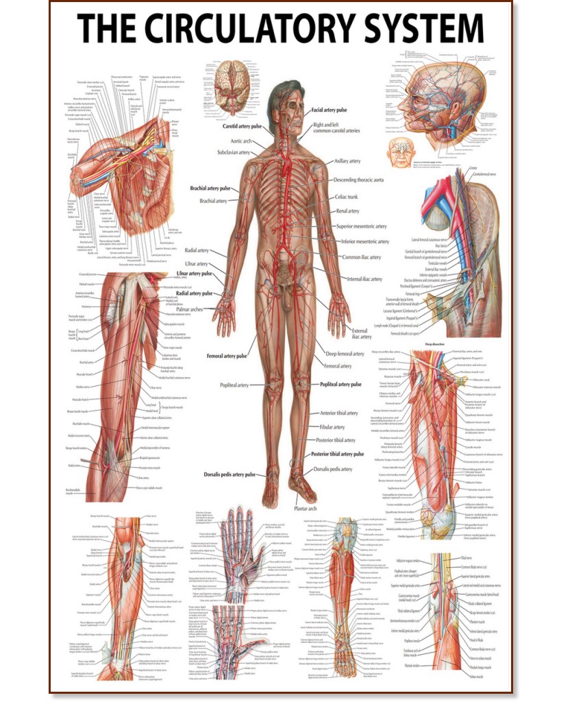 The Human Circulatory System - 80 x 100 cm - 