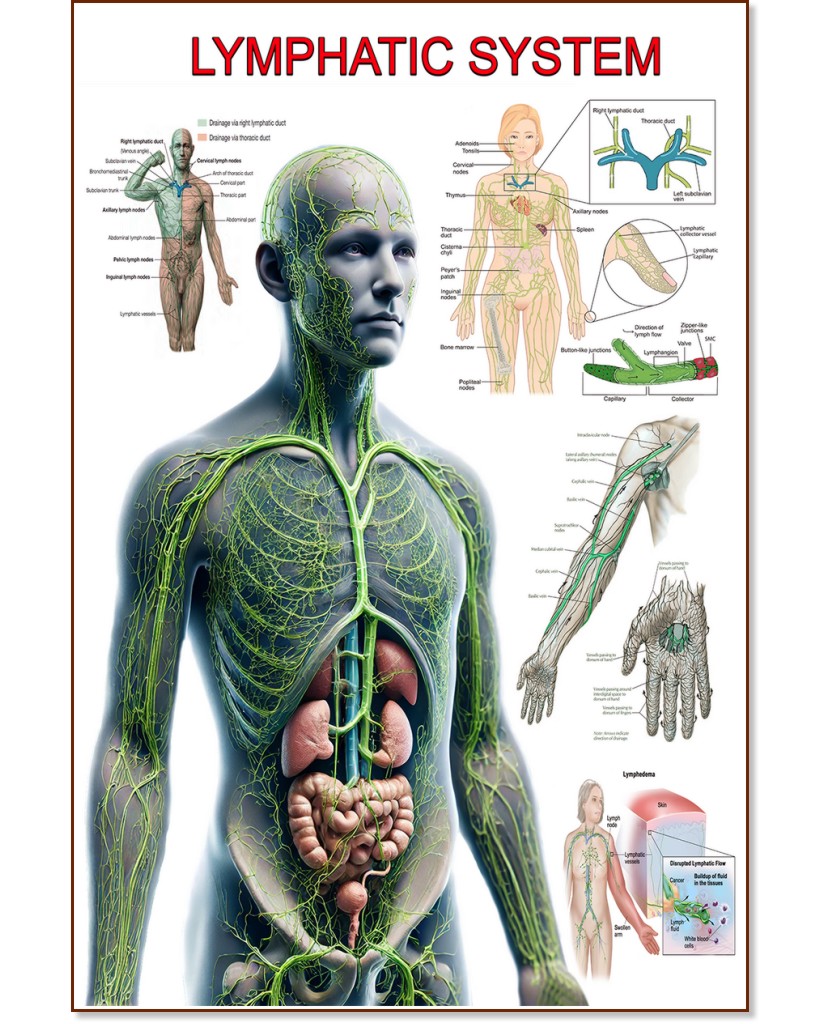 Lymphatic System - 50 x 70 cm - 