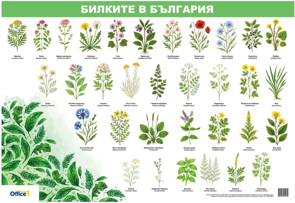 ������ ������ �����: ������� � �������� - 70 � 100 cm - �����