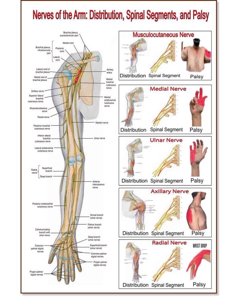 Nerves of the Arm: Distribution, Spinal Segment, and Palsy - 80 x 100 cm - 