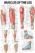 Muscles of the Leg - 50 x 70 cm - 