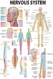 Nervous System - 50 x 70 cm - 