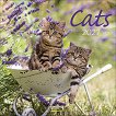 Стенен календар - Cats 2027 - календар