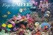   - Magic of the Seas 2026 - 