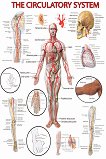 The Circulatory System - 80 x 100 cm - 