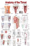 Anatomy of the Throat - 50 x 70 cm - 