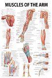 Muscles of the Arm - 80 x 100 cm - 