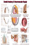 Dental Anatomy & Neurovascular Supply - 50 x 70 cm - 