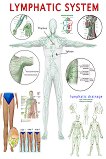 Lymphatic System - 80 x 100 cm - 