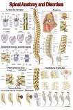 Spinal Anatomy and Disorders - 50 x 70 cm - 