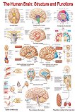 The Human Brain: Structure and Functions - 50 x 70 cm - 