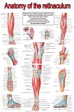 Anatomy of the retinaculum - 50 x 70 cm - 