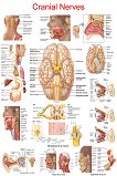 Cranial Nerves - 50 x 70 cm - 