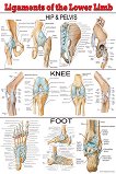 Ligaments of the Lower Limb - 80 x 100 cm - 