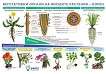 Голямо стенно табло: Вегетативни органи на висшите растения - корен - 70 x 100 cm - табло