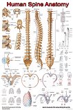 Human Spine Anatomy - 80 x 100 cm - 