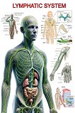 Lymphatic System - 80 x 100 cm - 