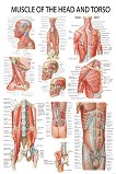 Muscle of the Head and Torso - 80 x 100 cm - 