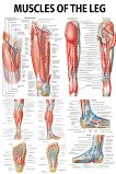 Muscles of the Leg - 80 x 100 cm - 