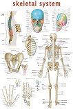 Skeletal System - 50 x 70 cm - 