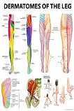 Dermatomes of the Leg - 80 x 100 cm - 
